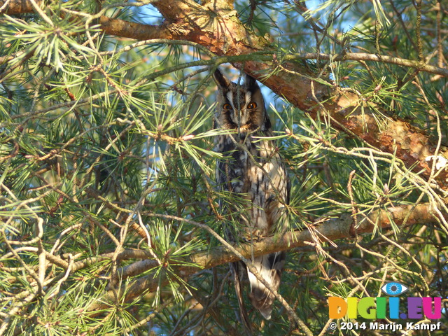 FZ011067 Long-eared owl (Asio otus) in tree